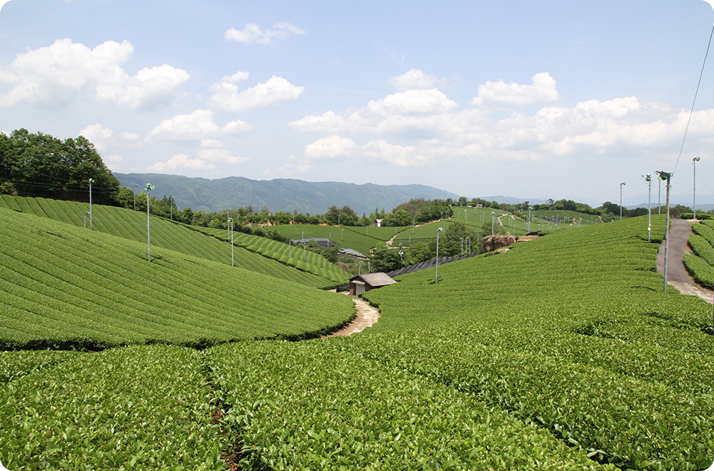 南山城村